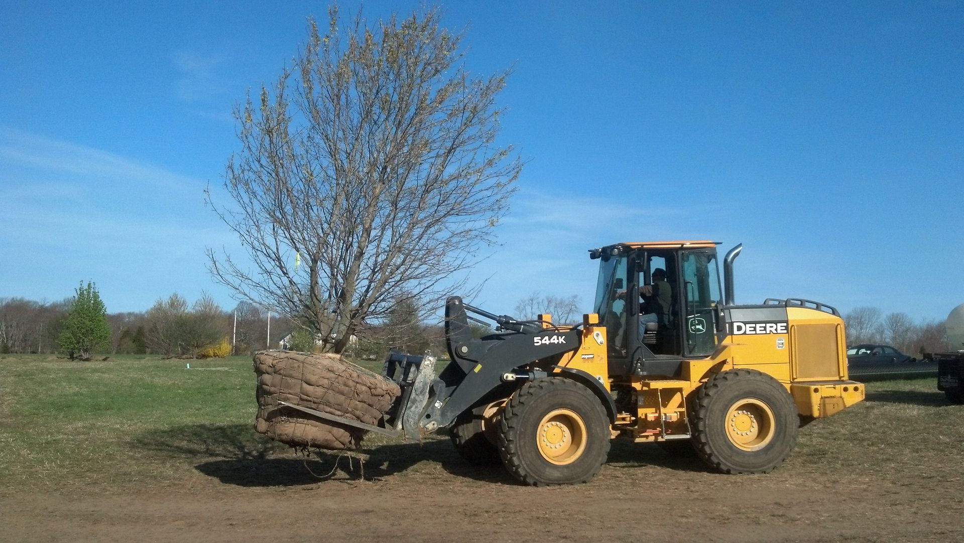 A tree with lots of leaves is surrounded by other trees