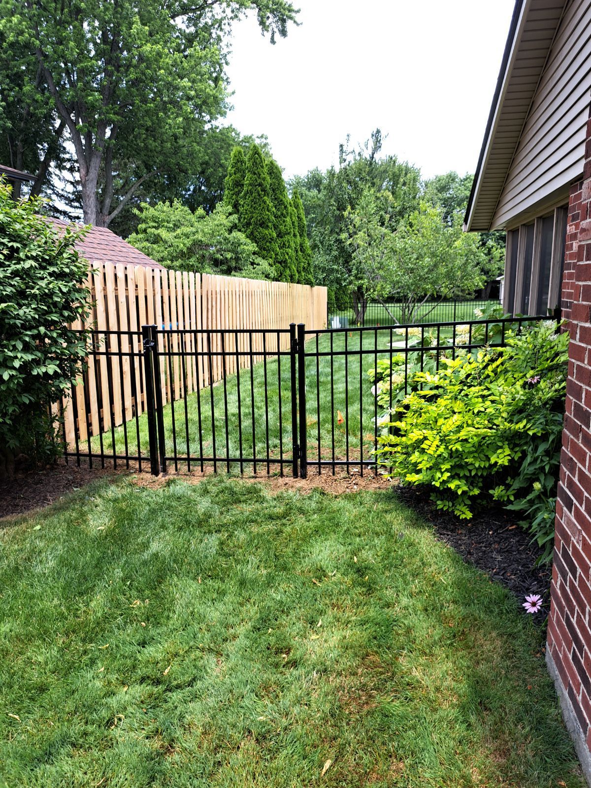 Black metal fence with gate in a yard, adjacent to a wooden fence and brick house. Green grass and foliage surround the fence.