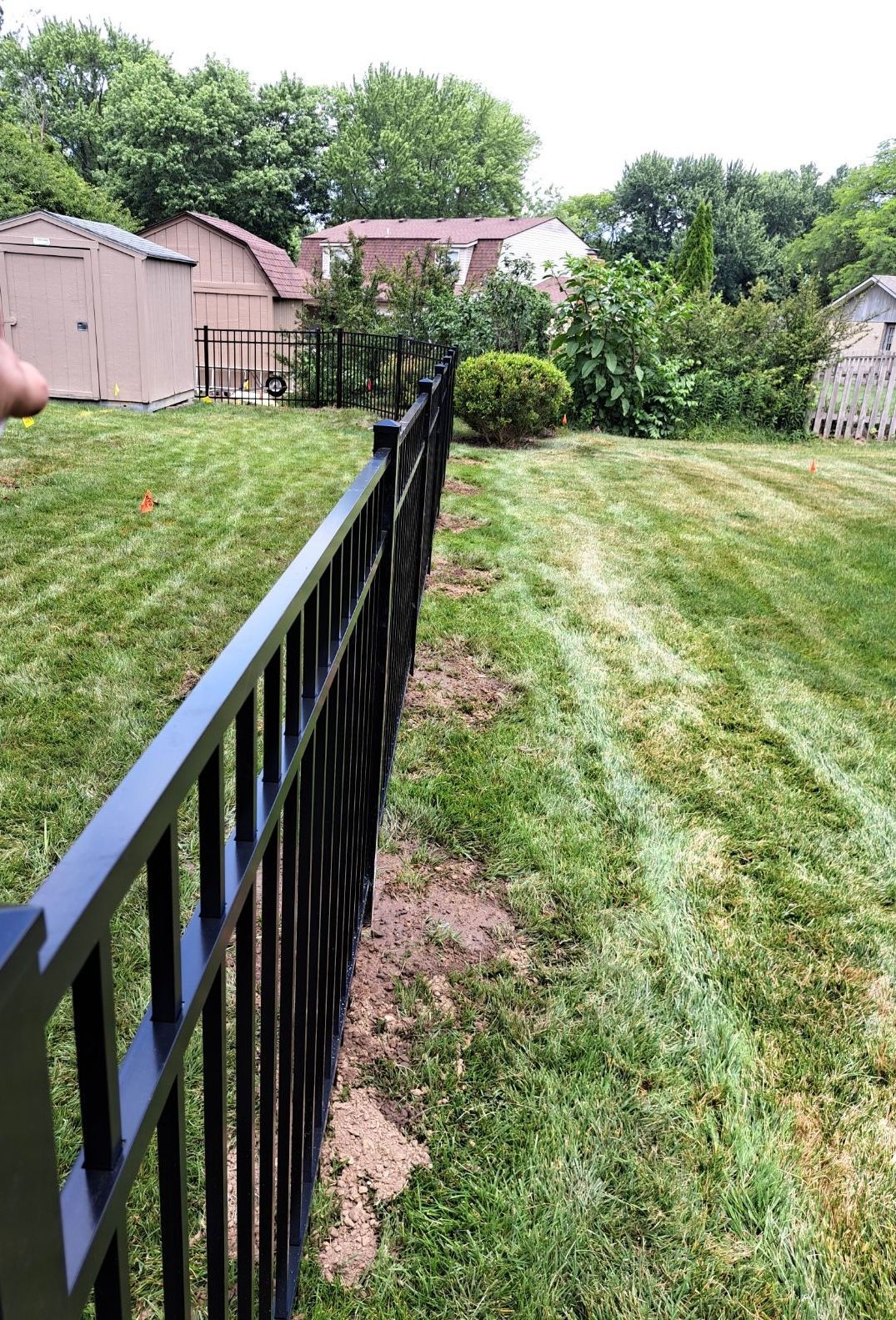 Black metal fence in a green grassy backyard. Houses and trees are in the background.