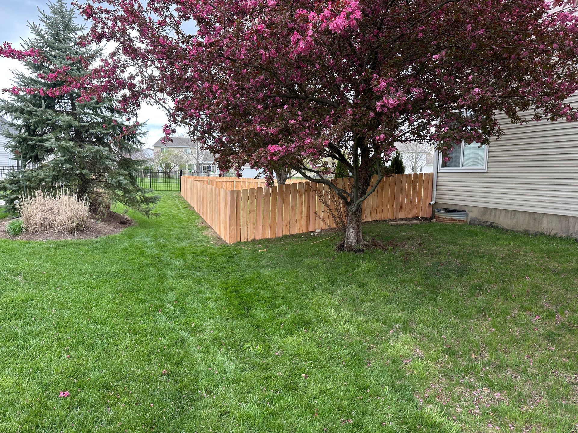 A backyard with a wooden fence surrounding a tree with pink blossoms, next to a house with siding.