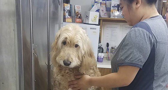 Medical Services Pet Vaccinations Metuchen Nj