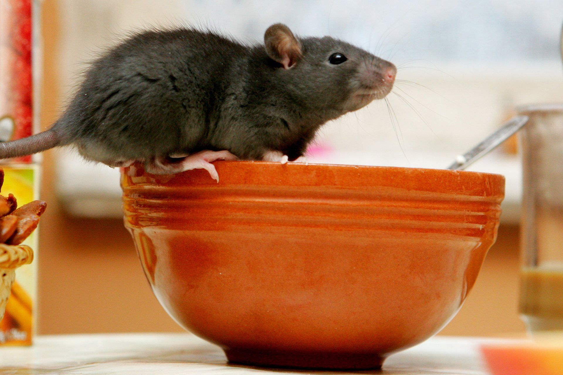 Rat control services