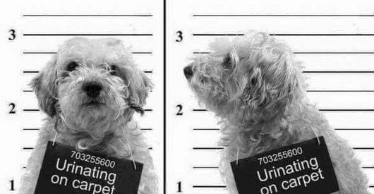 Goldendoodle wanted