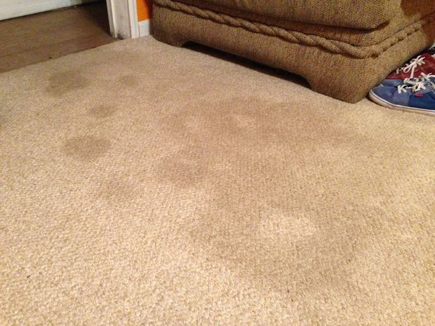 bad pet spots on carpet