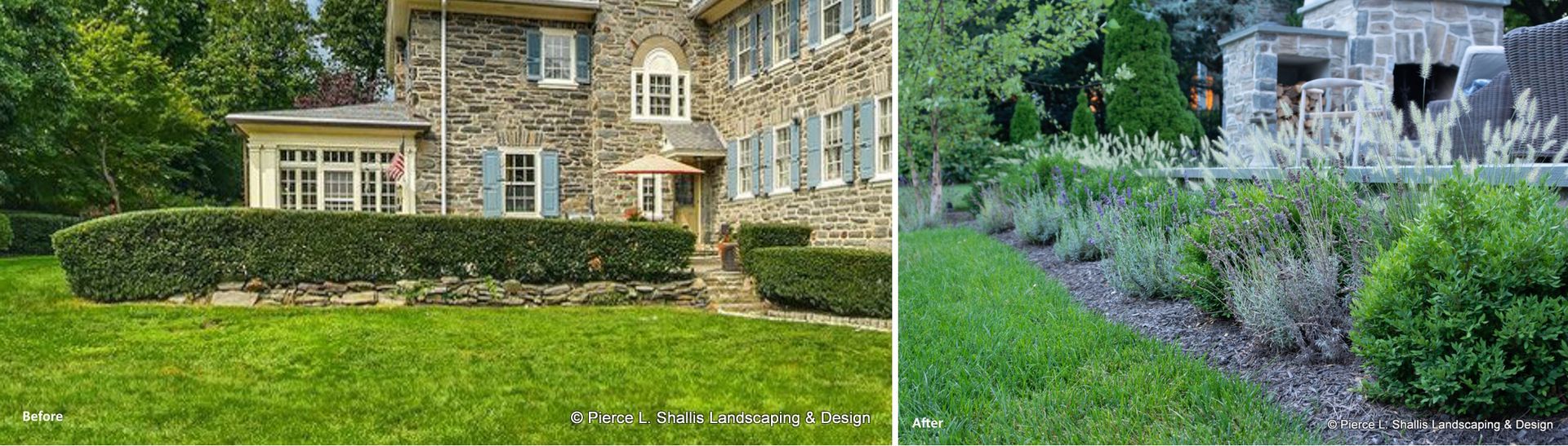 Stone house with green lawn and hedges beside a lavender garden in bloom.
