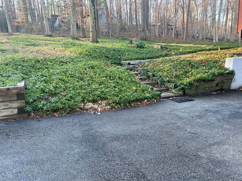 Sloped garden bed with dense green groundcover beside a paved driveway and steps into a wooded yard