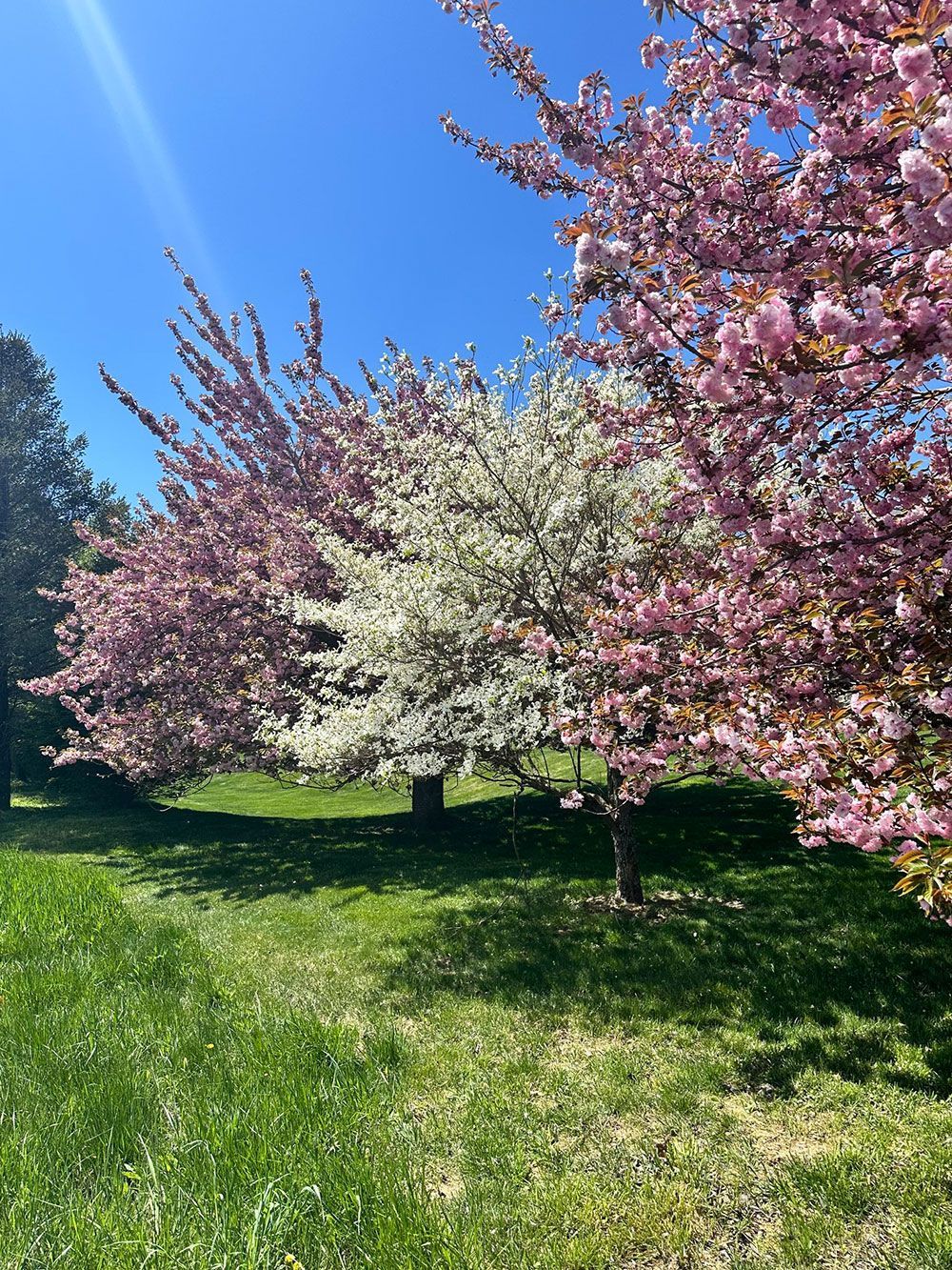 Blooming pink and white trees in a sunny green park under a bright blue sky