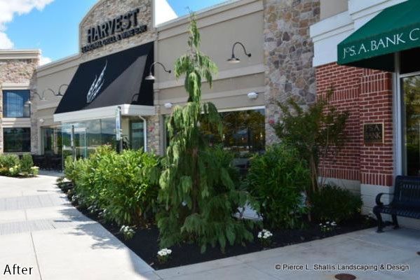 Storefront sidewalk with new landscaping, shrubs, and a small tree outside a brick building