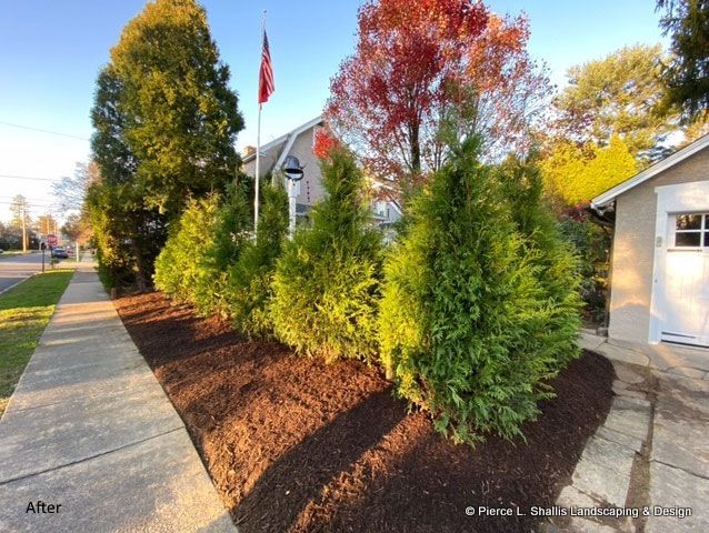 Landscaped sidewalk with evergreen shrubs and a red-leaf tree beside a house at sunset