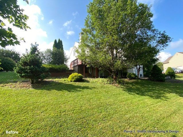 Sunny backyard with a large green tree, lawn, shrubs, and houses in the background