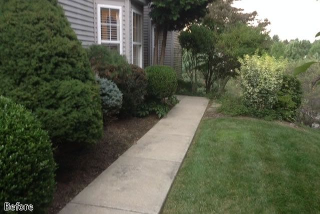 Concrete walkway beside a house, bordered by shrubs and lawn in a garden.