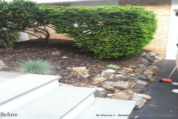 Before photo of a front yard with bushes, rocks, and concrete steps beside a driveway