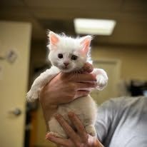 White kitten being held up by a person indoors, with fluffy fur and blue eyes