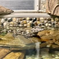 A spotted turtle resting on a rock in a shallow aquarium, with pebbles and water behind it