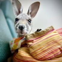 A rabbit peeking from a colorful striped bag, with ears upright and nose close to the camera.