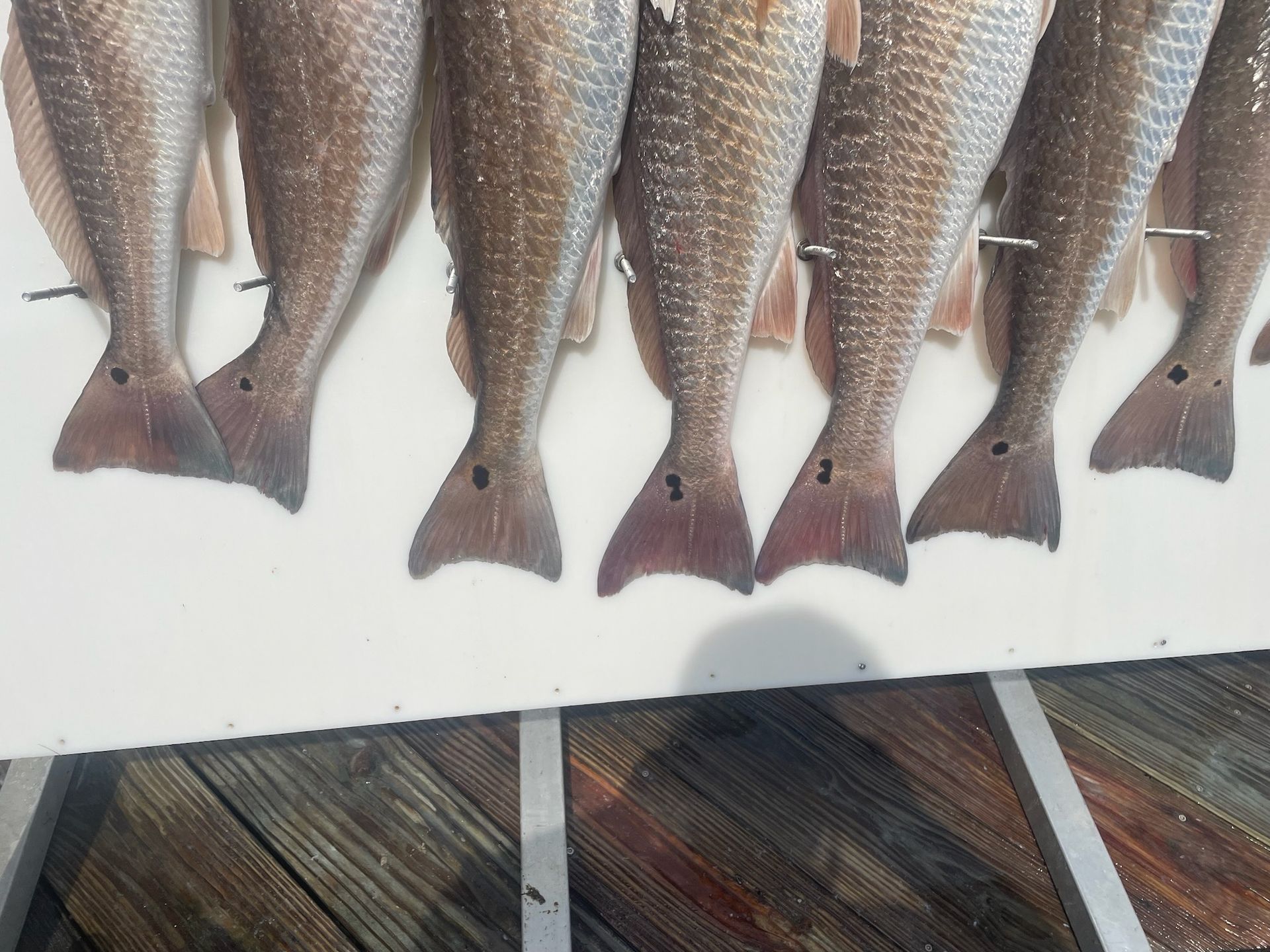 A bunch of fish are lined up on a white surface