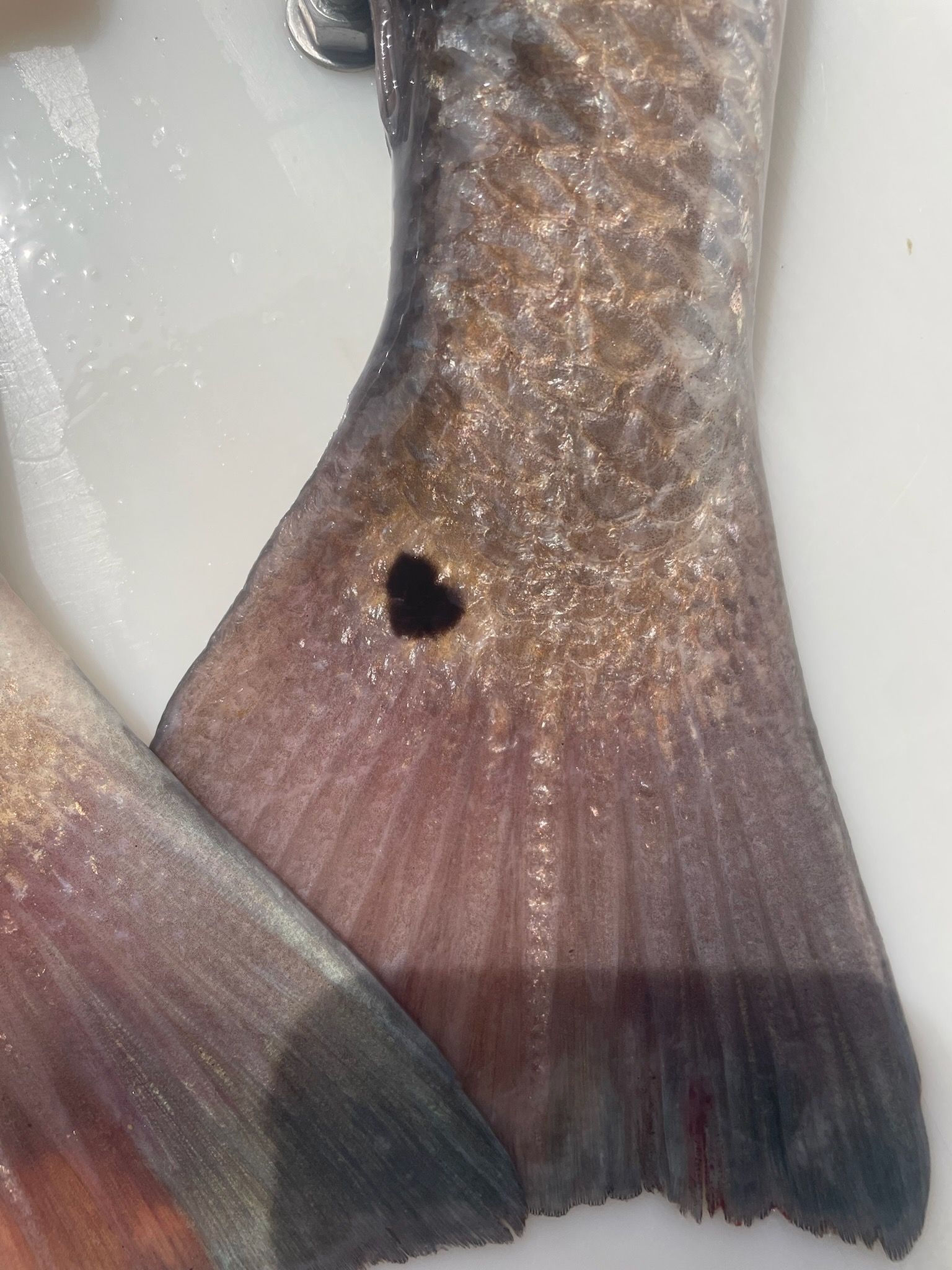 A fish tail with a heart shaped hole in it