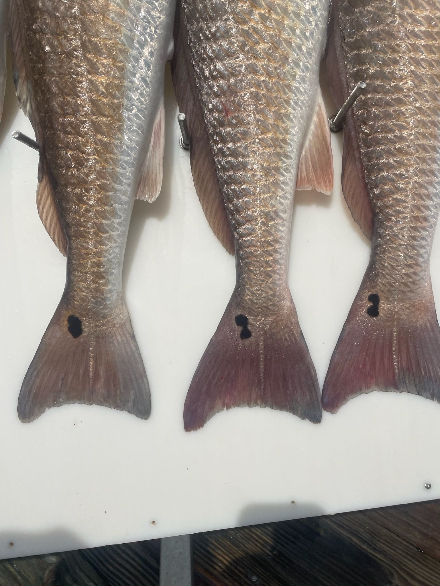 Three fish are lined up on a white cutting board