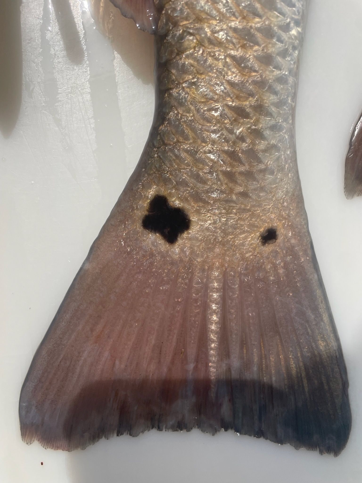 A close up of a fish tail with a black spot on it