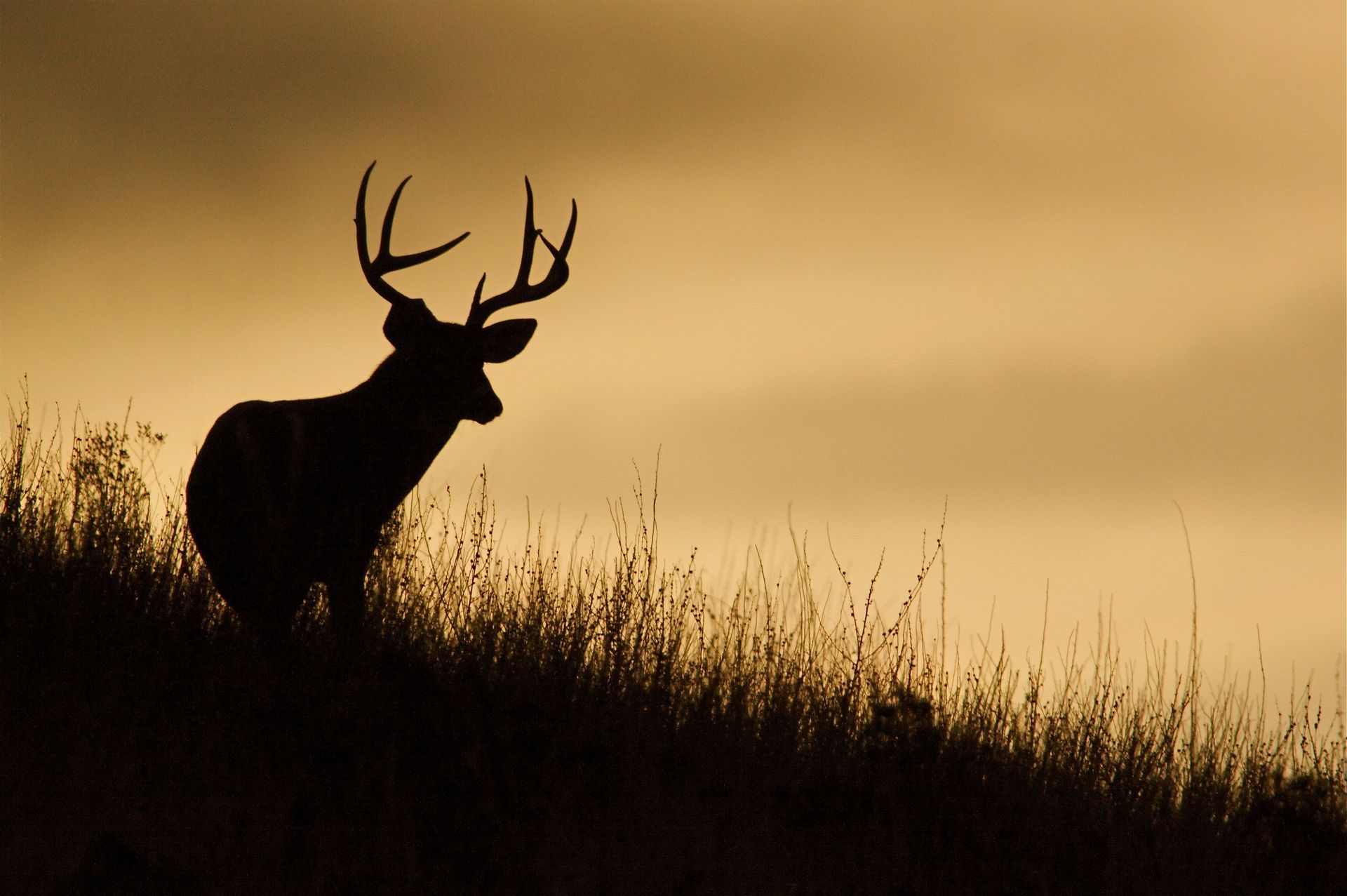 led hunting headlamp