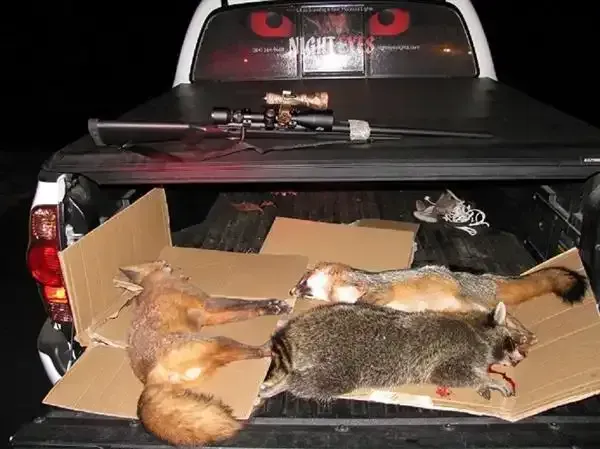 Three dead raccoons lying on cardboard in the bed of a black pickup truck