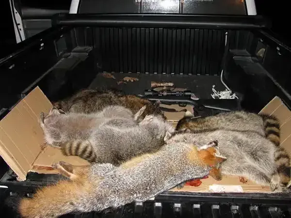 Three dead raccoons lying in the bed of a pickup truck.