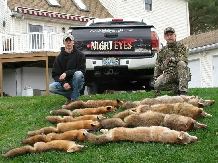 Two men kneel behind a truck with several foxes laid out on the grass in front of them.