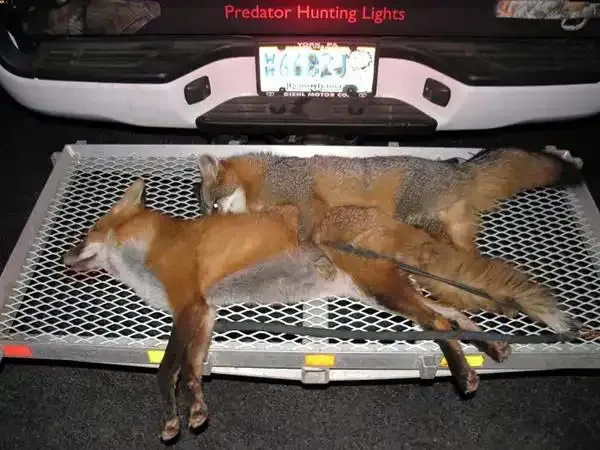 Two dead foxes strapped to a vehicle rack at night under red “Predator Hunting Lights” sign.