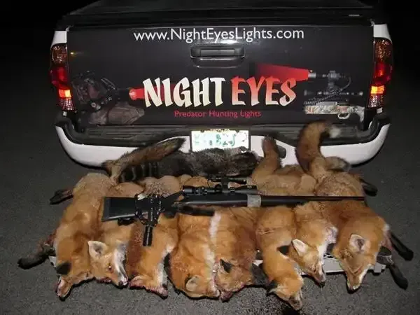 Pickup truck tailgate with “Night Eyes” logo and several dead foxes laid out on the ground behind it