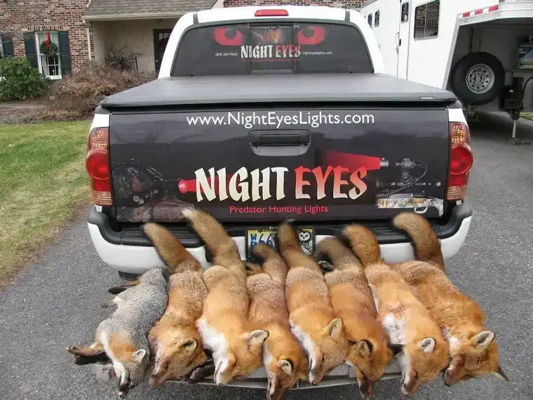 Pickup truck tailgate with Night Eyes branding and several dead foxes laid across the bumper