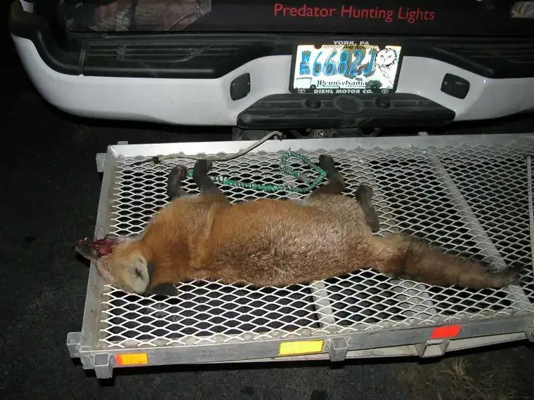 Fox lying on a metal animal trap in front of a vehicle bumper at night.