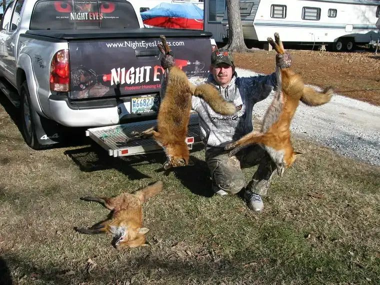 Three foxes standing upright on the tailgate of a black pickup truck in a grassy yard