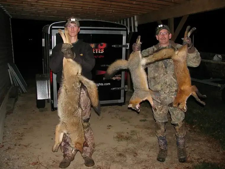 Two hunters holding two large dead coyotes under a trailer at night
