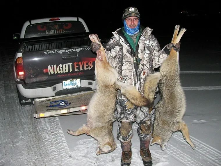 Hunter in camouflage stands by a pickup truck holding two large coyotes at night.