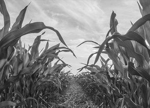 Agribusiness