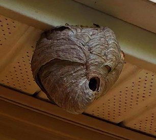 Hornet nest