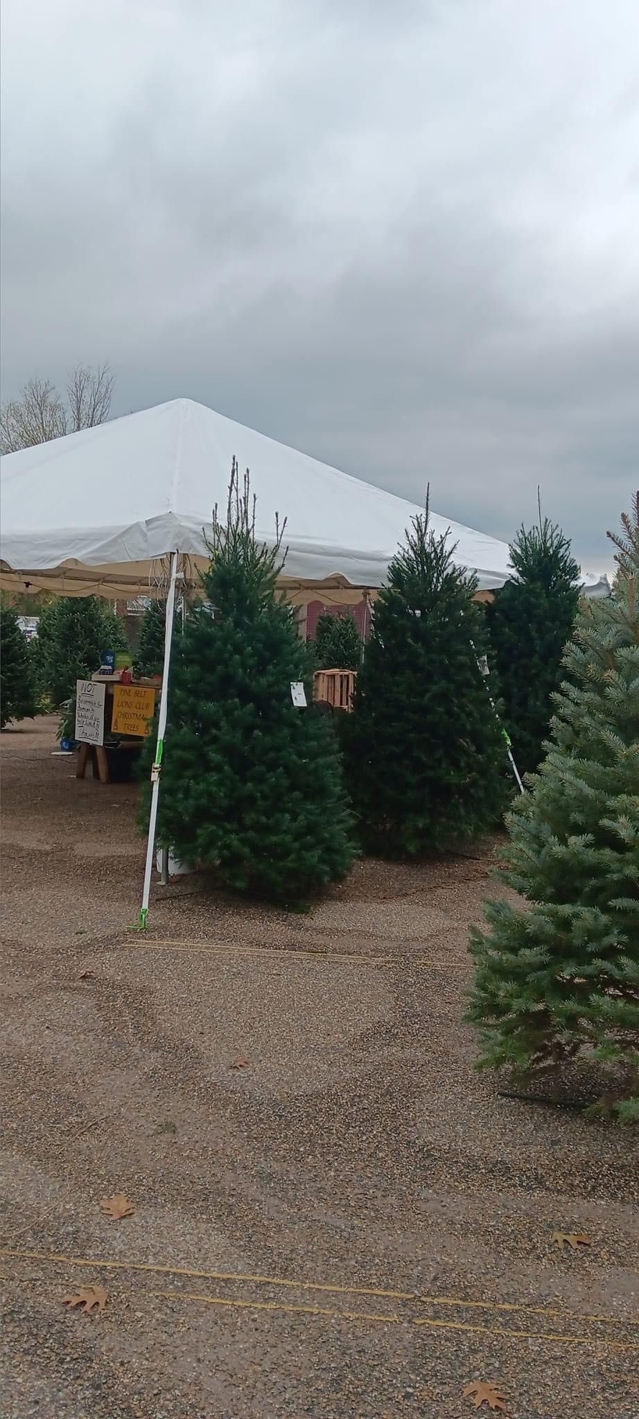 Rows of small evergreens in a tree lot beneath a white tent on a cloudy day.