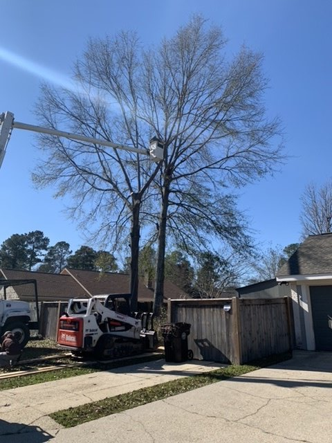 Tree Service
