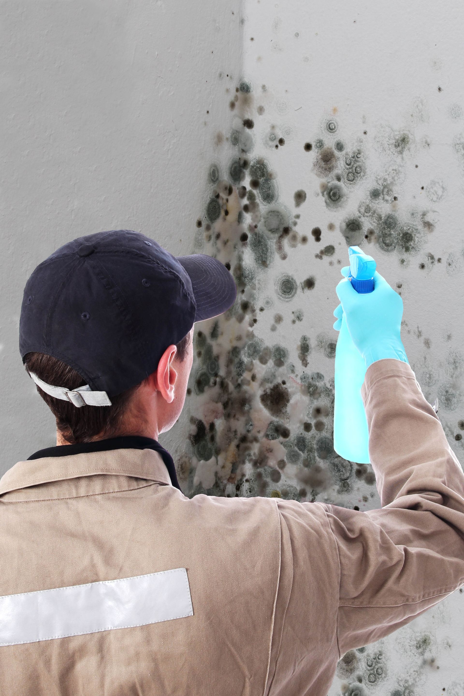 mold removal service