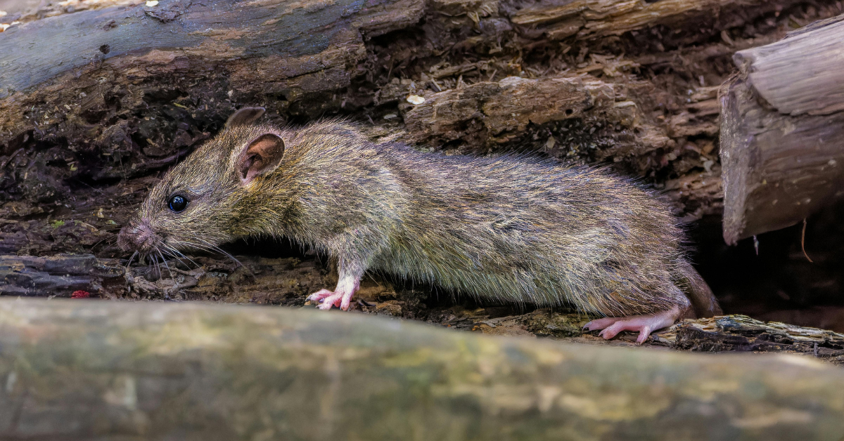 rat problem in Massachusetts
