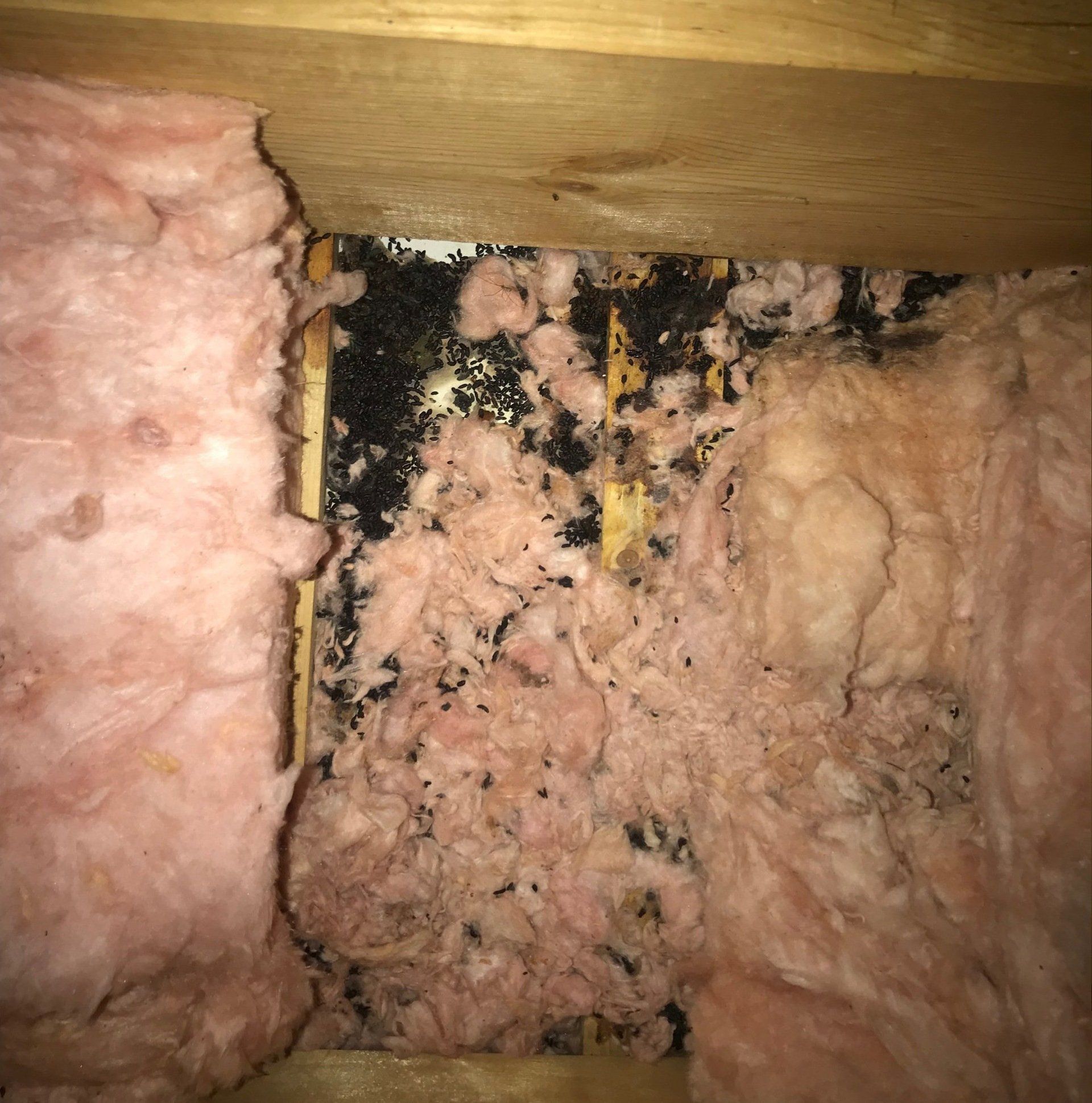 rodent and pest feces