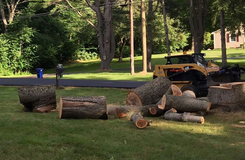 Tree Services Paulo Landscaping & Tree Removal, LLC. Orange, CT