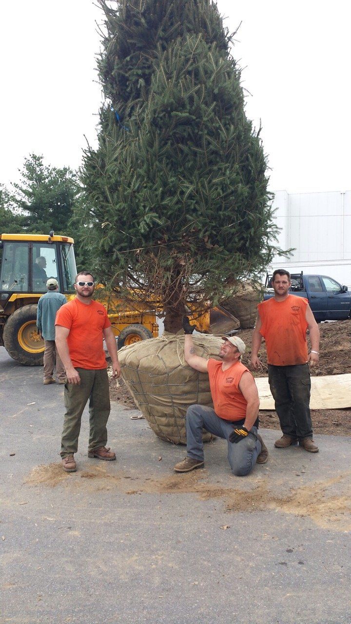 Rocky�s Tree Clinic Tree Services Wernersville, PA