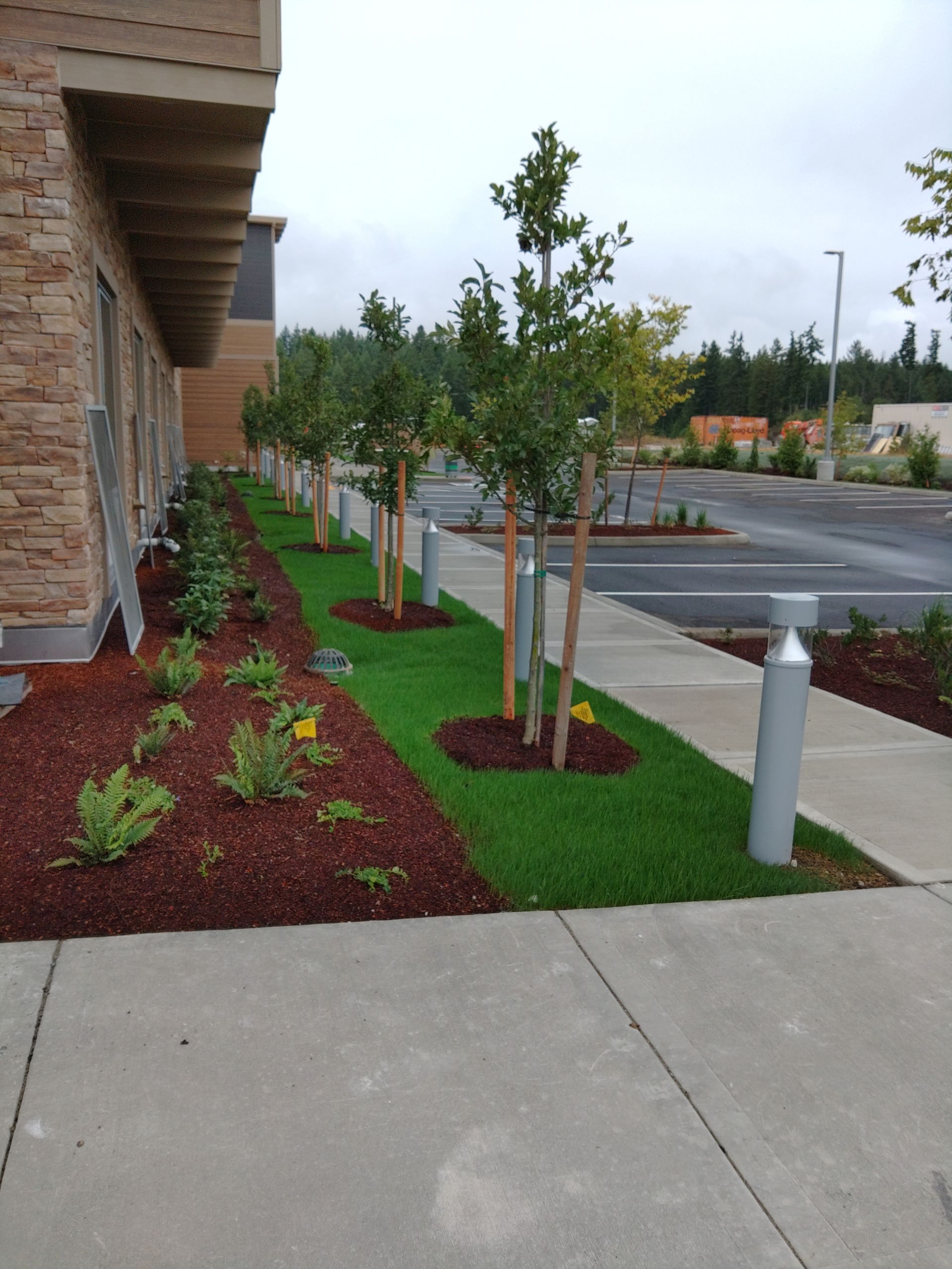 a row of trees along a sidewalk in front of a building