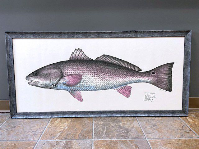 Fish illustration