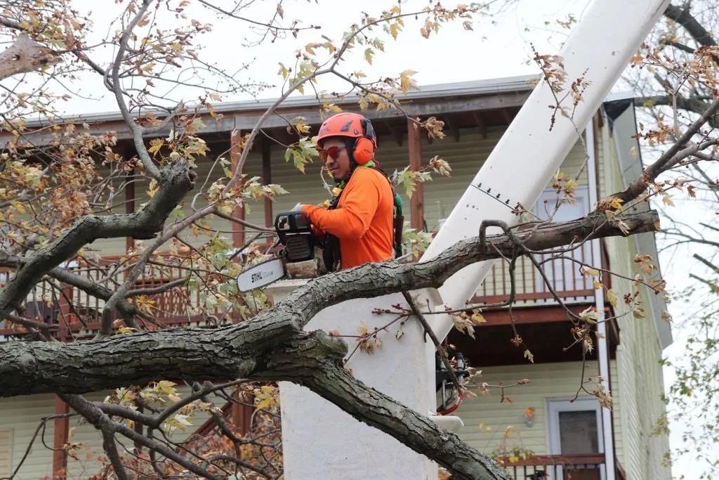 Arborist in an orange shirt and hard hat uses a chainsaw from a bucket lift to trim a tree near a house.
