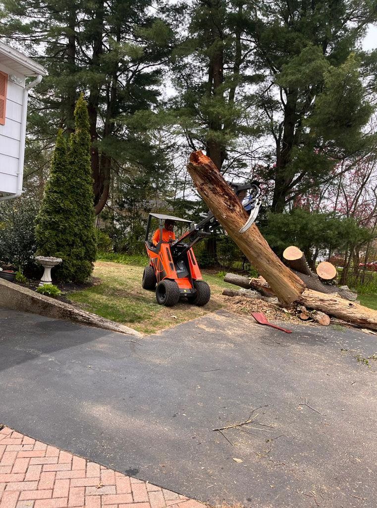 An orange mini-skid steer loader maneuvers a large, felled tree trunk in a residential front yard.
