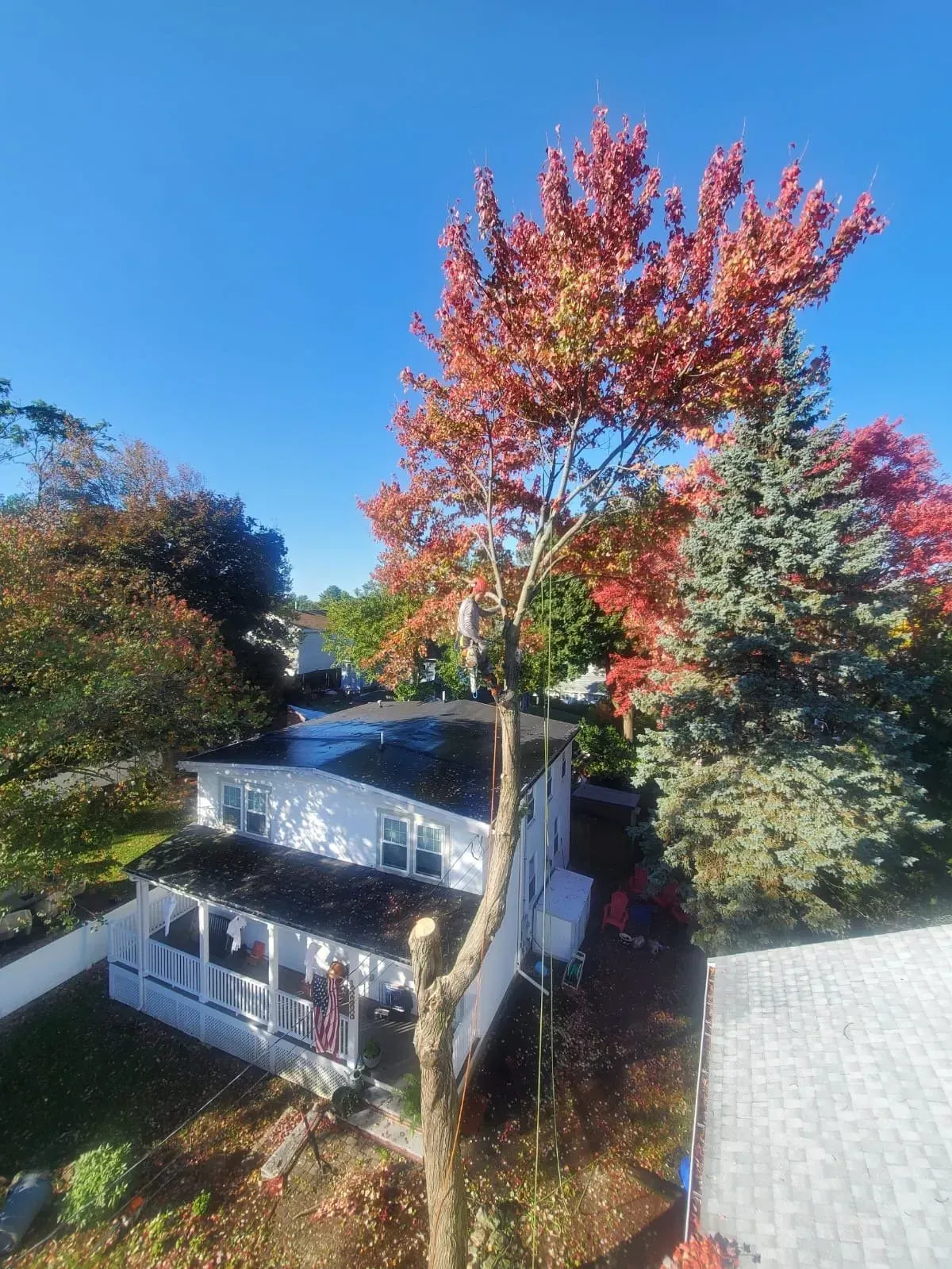 A tall tree with vibrant red autumn leaves towers over a white, two-story house under a clear blue sky.
