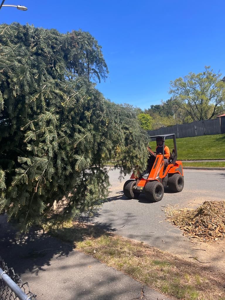 An orange skid-steer loader parked on an asphalt street with a large, fallen coniferous tree branch resting on its front.