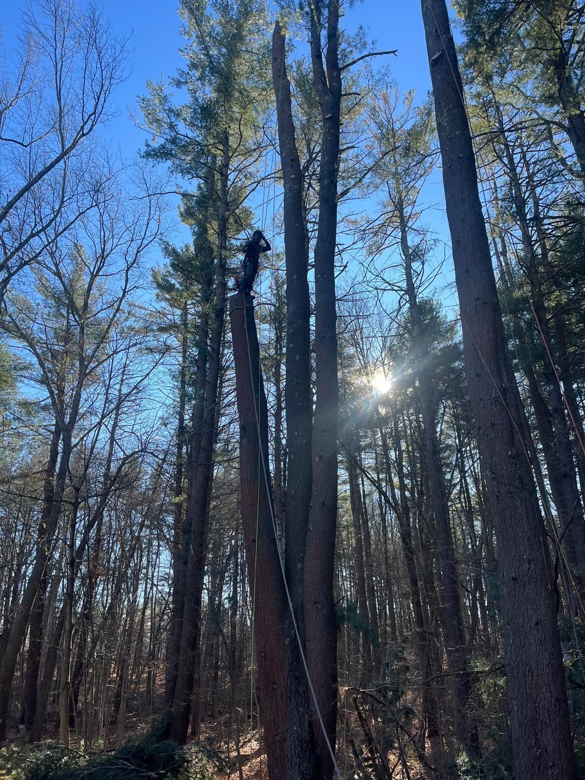 A person stands atop a tall, partially cut tree trunk in a sunlit forest, with branches reaching toward a blue sky.